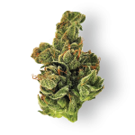 Dogwalker OG Weed Strain