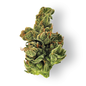 Dogwalker OG Weed Strain