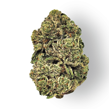 Jokerz Candy Weed Strain