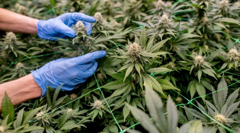 cannabis social club ganderkesee e1781750511294